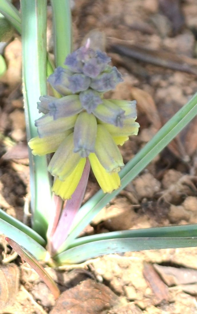 Muscari macrocarpum DSC 0044