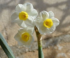 Narcisse multiflora DSC 0046