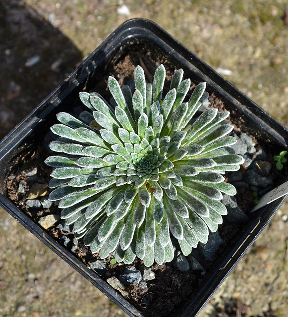 Saxifraga longifolia DSC 0051