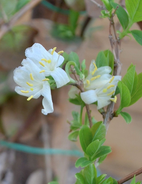 Lonicera fragantissima DSC 0056