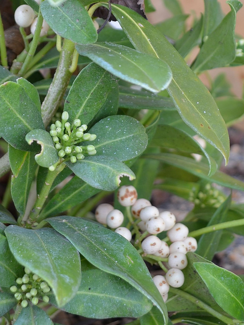 skimmia japonica 'kew white' DSC 0059