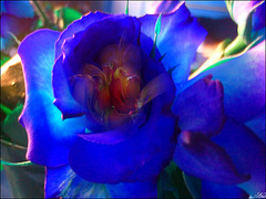 Coeur de feu..........Je cède à ce monde rigide quelques rides,