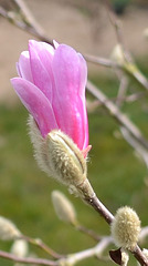 magnolia loebneri 'léonard messel' DSC 0063