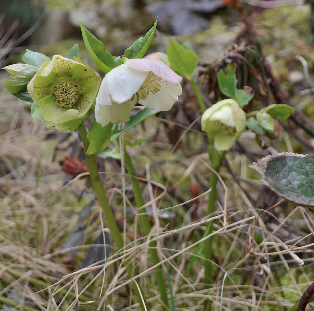 Hellebore orientale DSC 0068