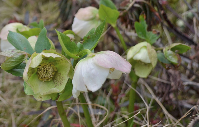 Hellebore orientale DSC 0069