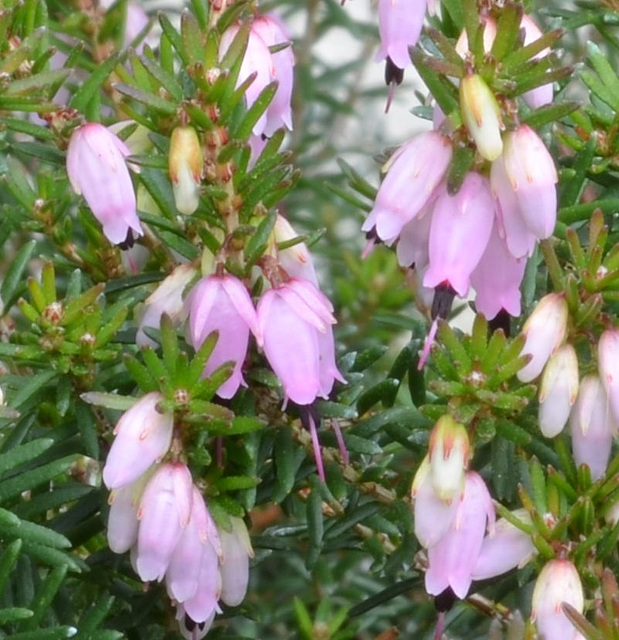 Bruyére DSC 0072