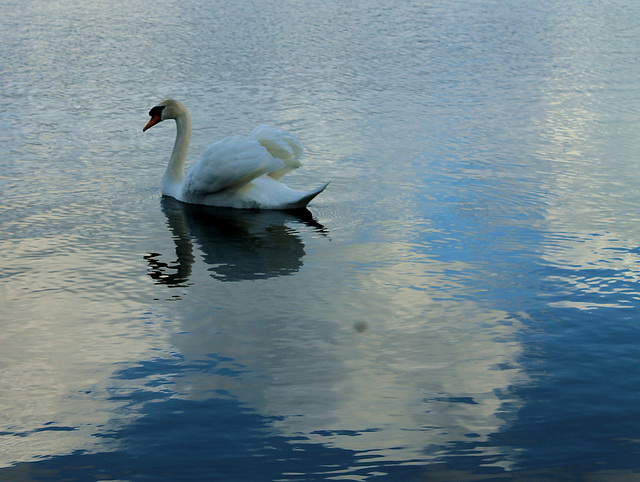 CYGNE ***