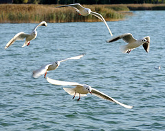 Ballet de mouettes...