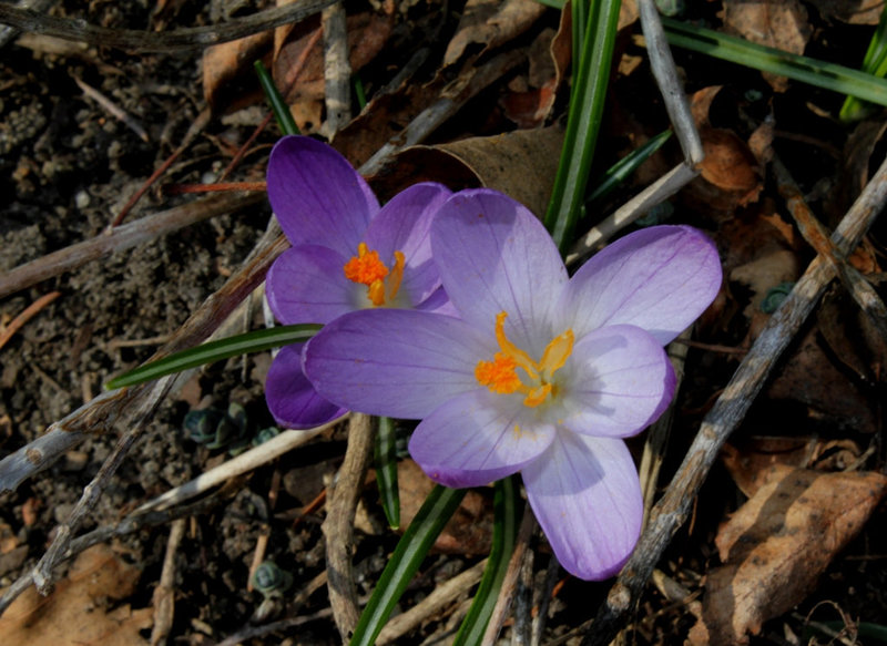 Crocus