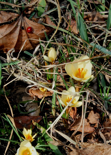 Crocus (2)