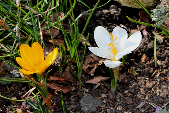 Crocus (3)