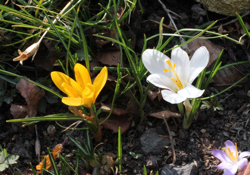 Crocus (4)