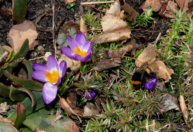 Crocus (6)