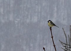 Mésange charbonnière