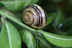 20110521 3681RMw [D~LIP] Garten-Bänderschnecke, Bad Salzuflen