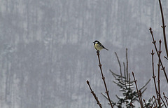 Mésange charbonnière