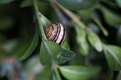 20110521 3680RMw [D~LIP] Garten-Bänderschnecke, Bad Salzuflen