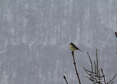 Mésange charbonnière