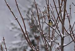 Mésange charbonnière