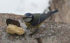 Mésange bleue