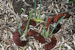 Démarrage d'iris reticulata