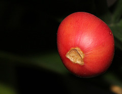 Clivia -Fruits