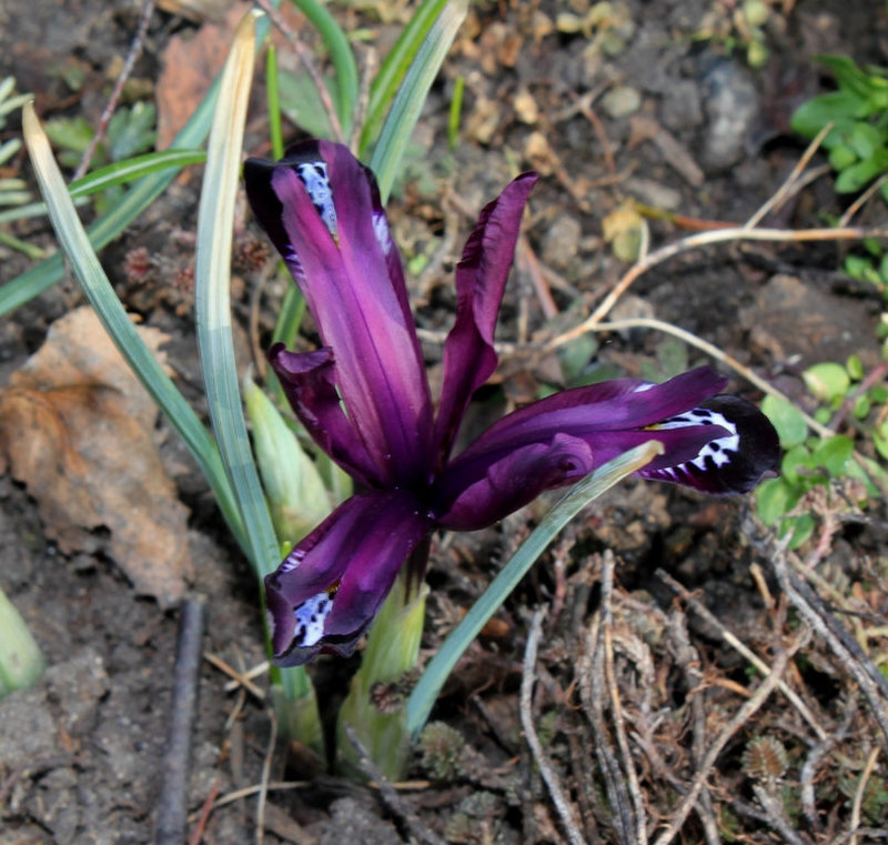 Iris reticulata 'Pauline' (3)