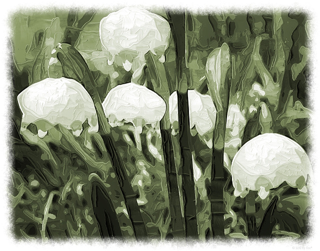 snowdrops