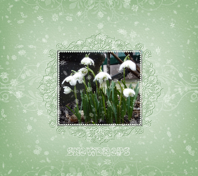 snowdrops