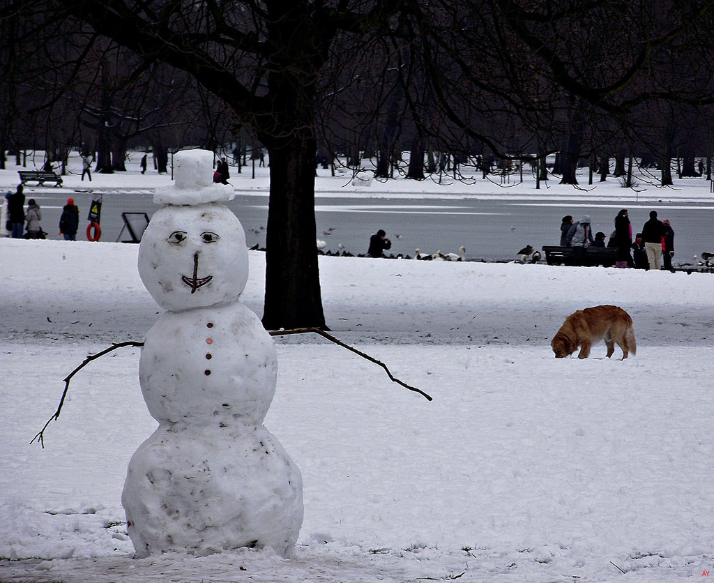Man and dog