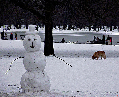 Man and dog