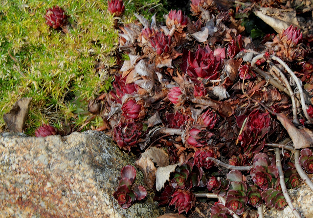 Sempervivum