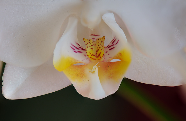 Orchid