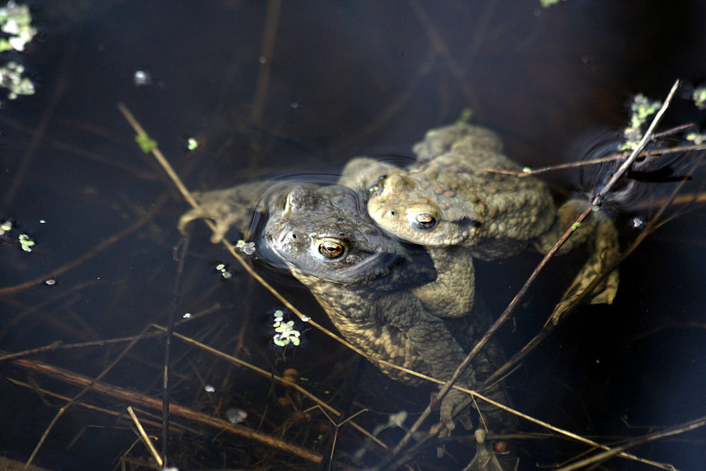 Froschliebe