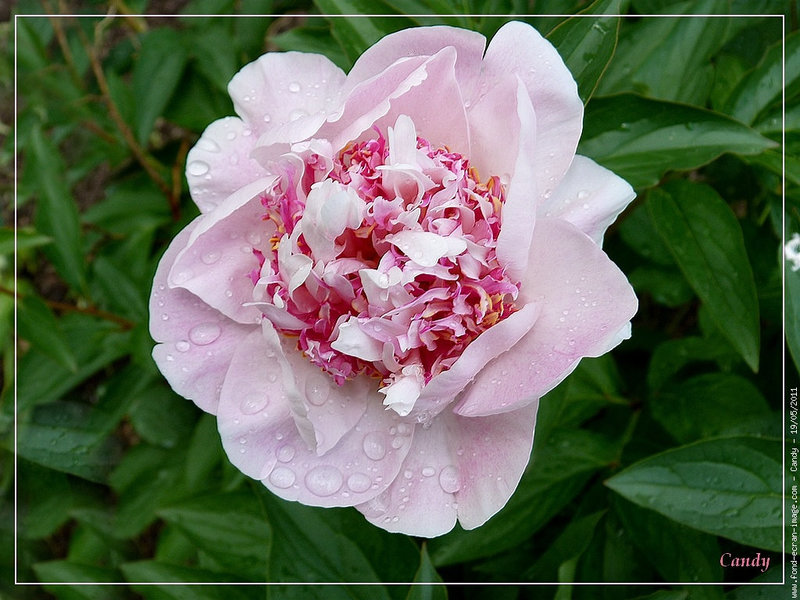 PIVOINE, LES POUVOIRS DE MA FLEUR PREFEREE *****