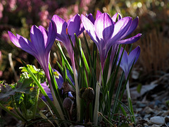 Croci pushing upward into the spring sunshine