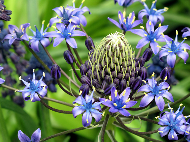 Scilla peruviana