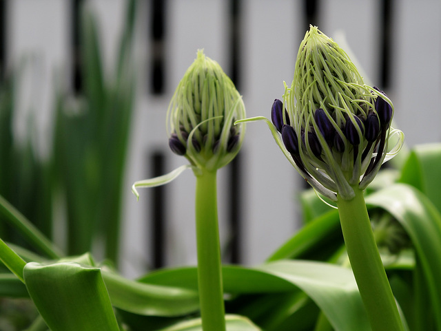 About to bloom (see it in bloom in comments below)