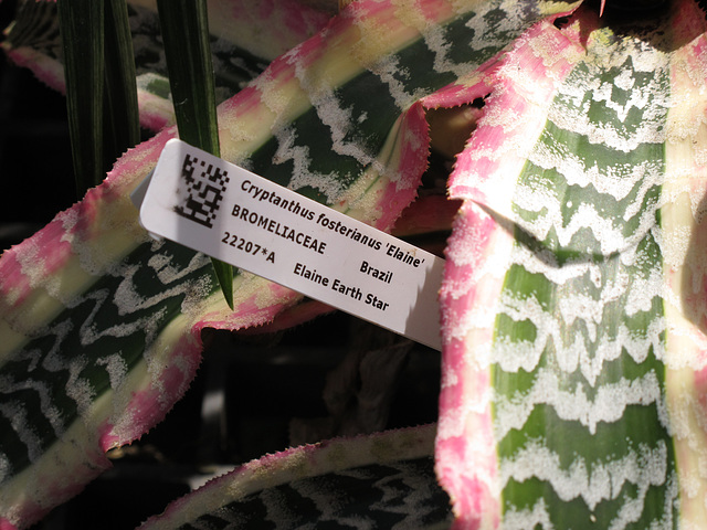 Cryptanthus fosterianus 'Elaine"