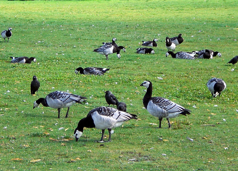Weißwangengänse in Stockholm