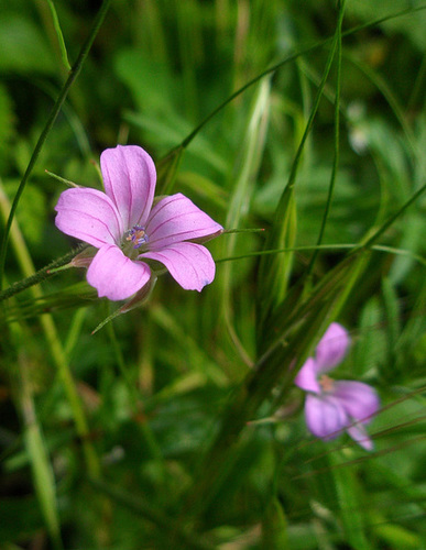 Geranium