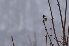 Mésange noire chantant sous la neige