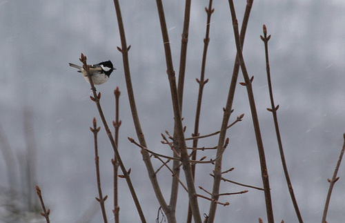Mésange noire chantant sous la neige