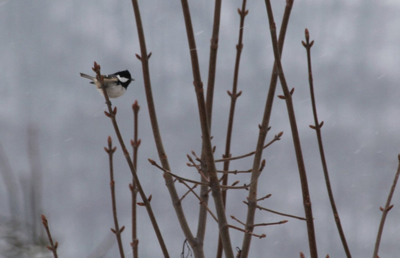 Mésange noire chantant sous la neige