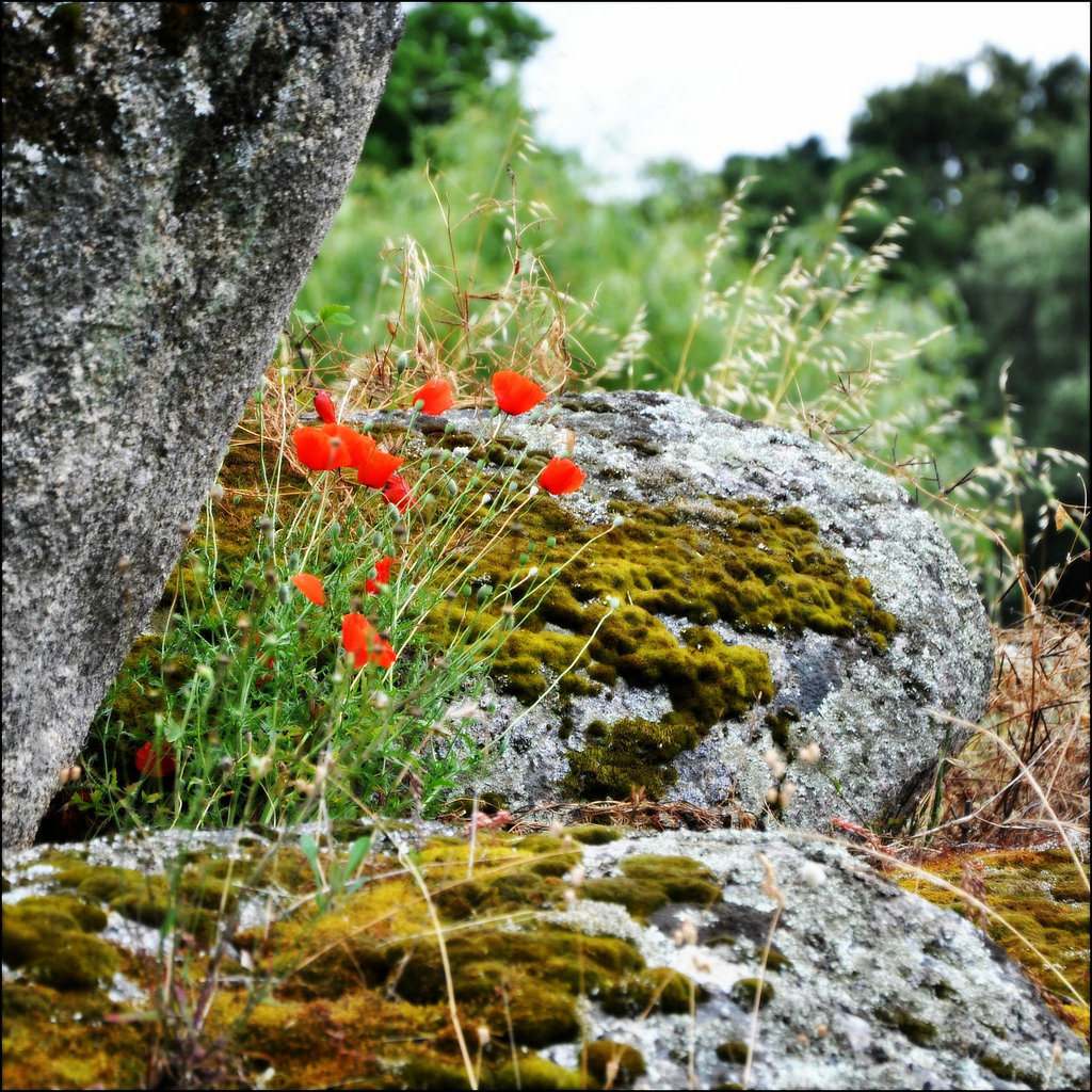 Last poppies.