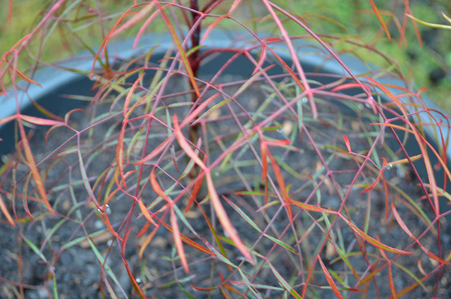 Nandina orihime DSC 0397