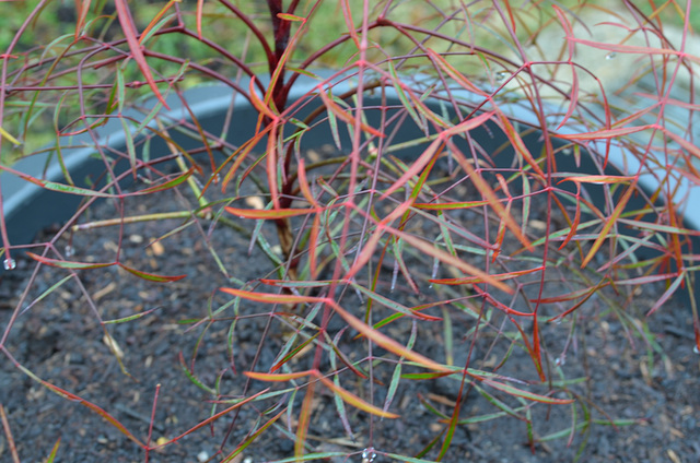 Nandina orihime DSC 0400