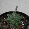 Haworthia- montée en fleur