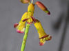 Lachenalia aloïdes