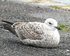 Immature Gull - 5 November 2013